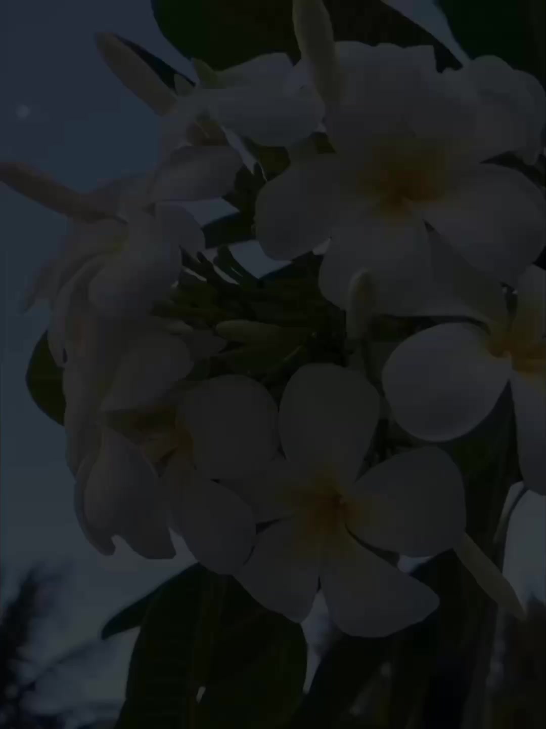 @𝙴𝚛𝚊^᪲᪲᪲🧚♀️
