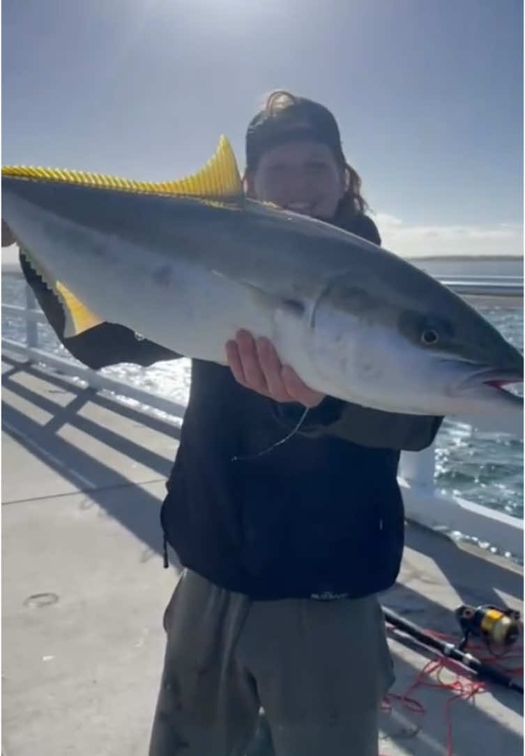 @Shark Jaw Displaying