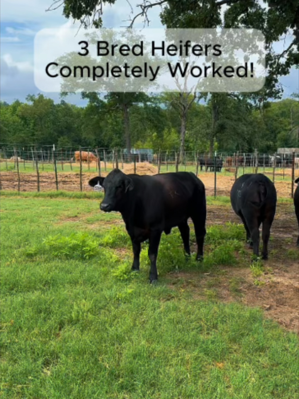 @Rutherford Land and Cattle