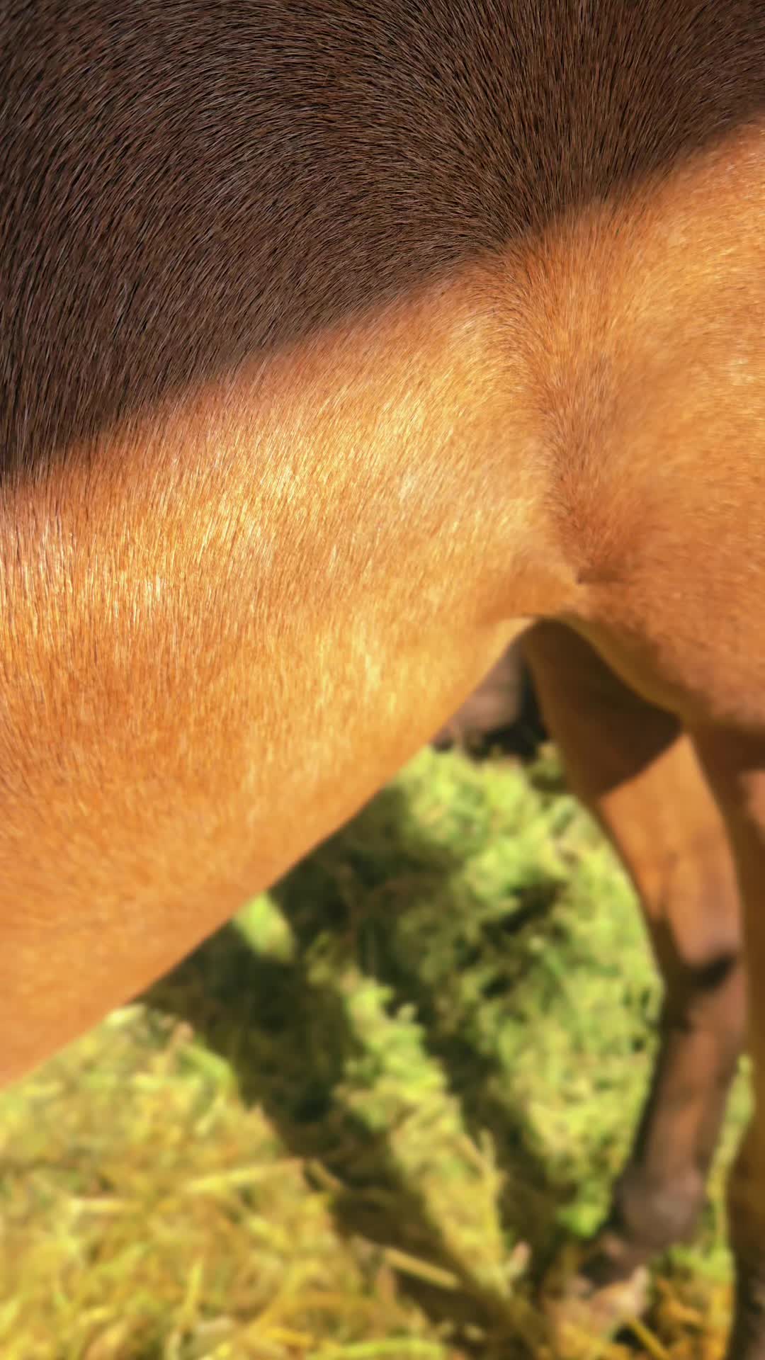 @Cowgirl Tuff Colt Training ❤️