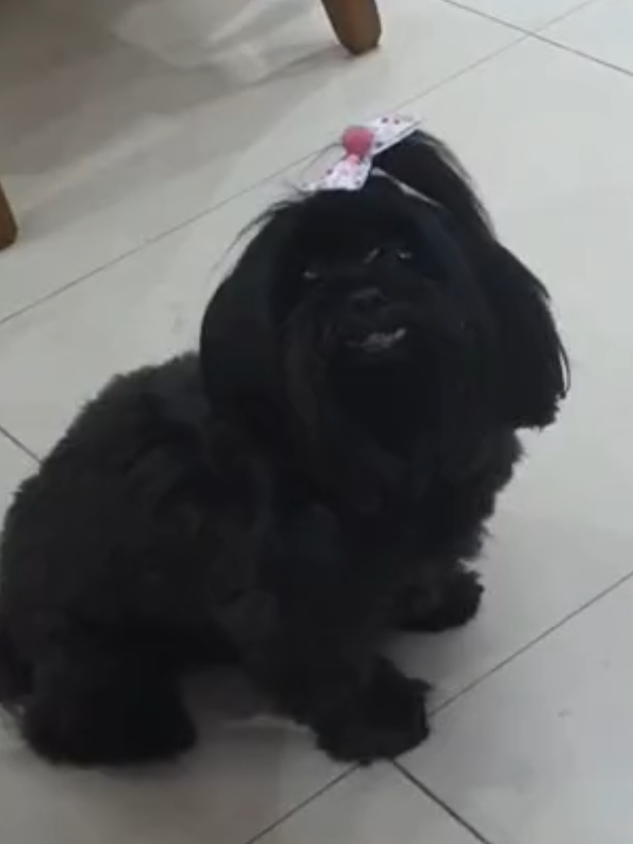 @Trio Pet Love
