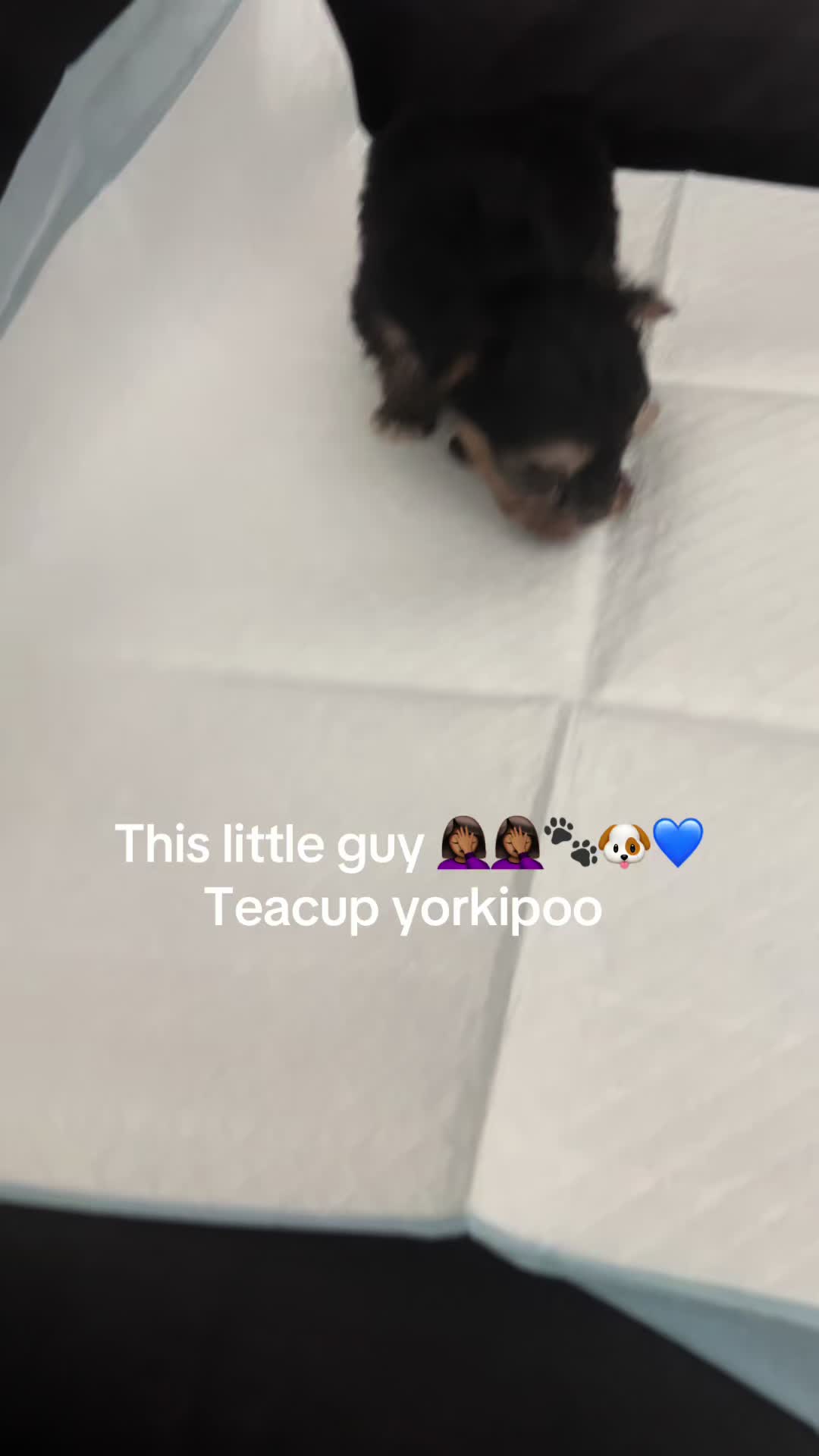 @Shortcake_kennel_2