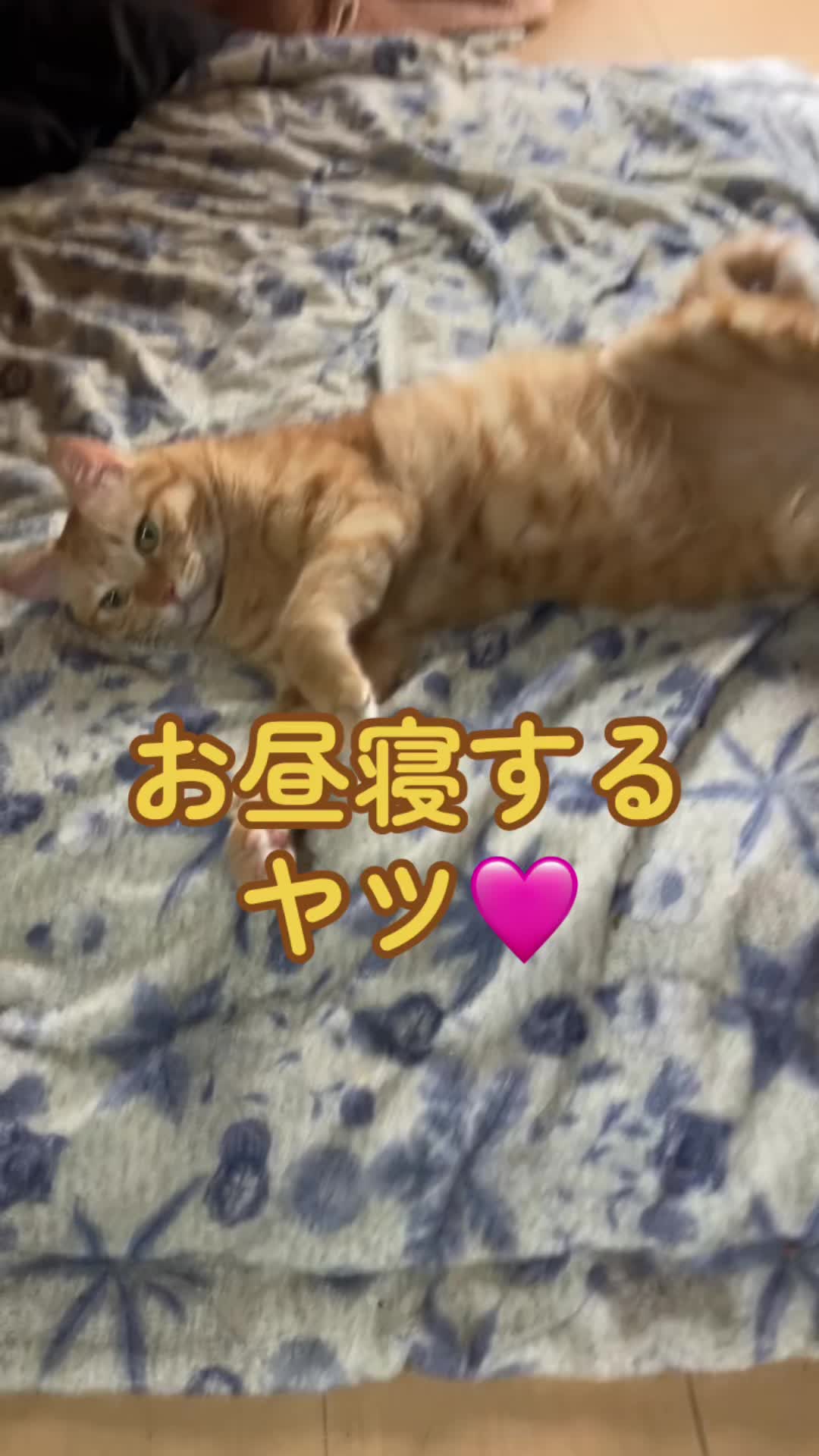 @茶トラ商店