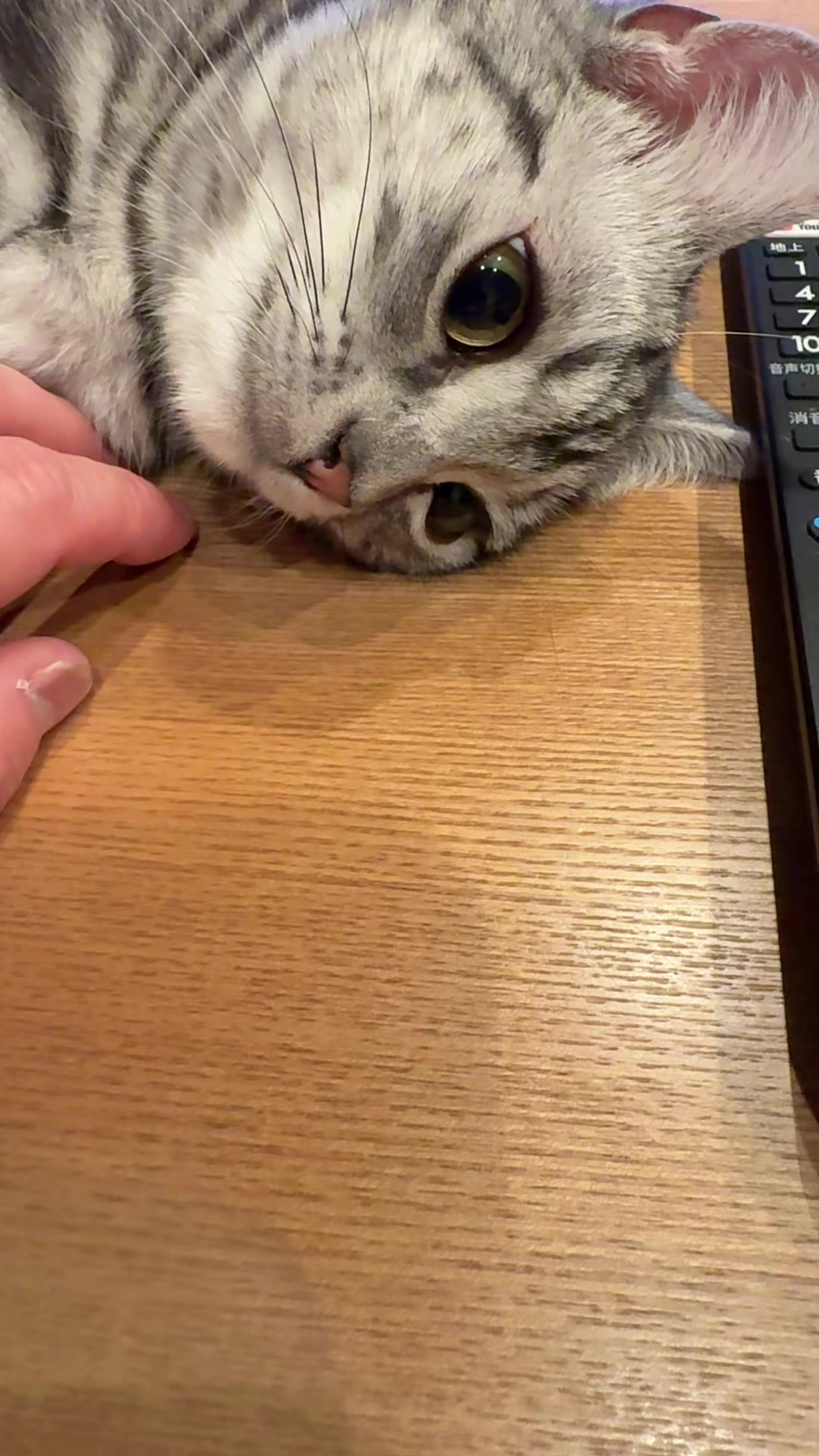 @パンダコンダ