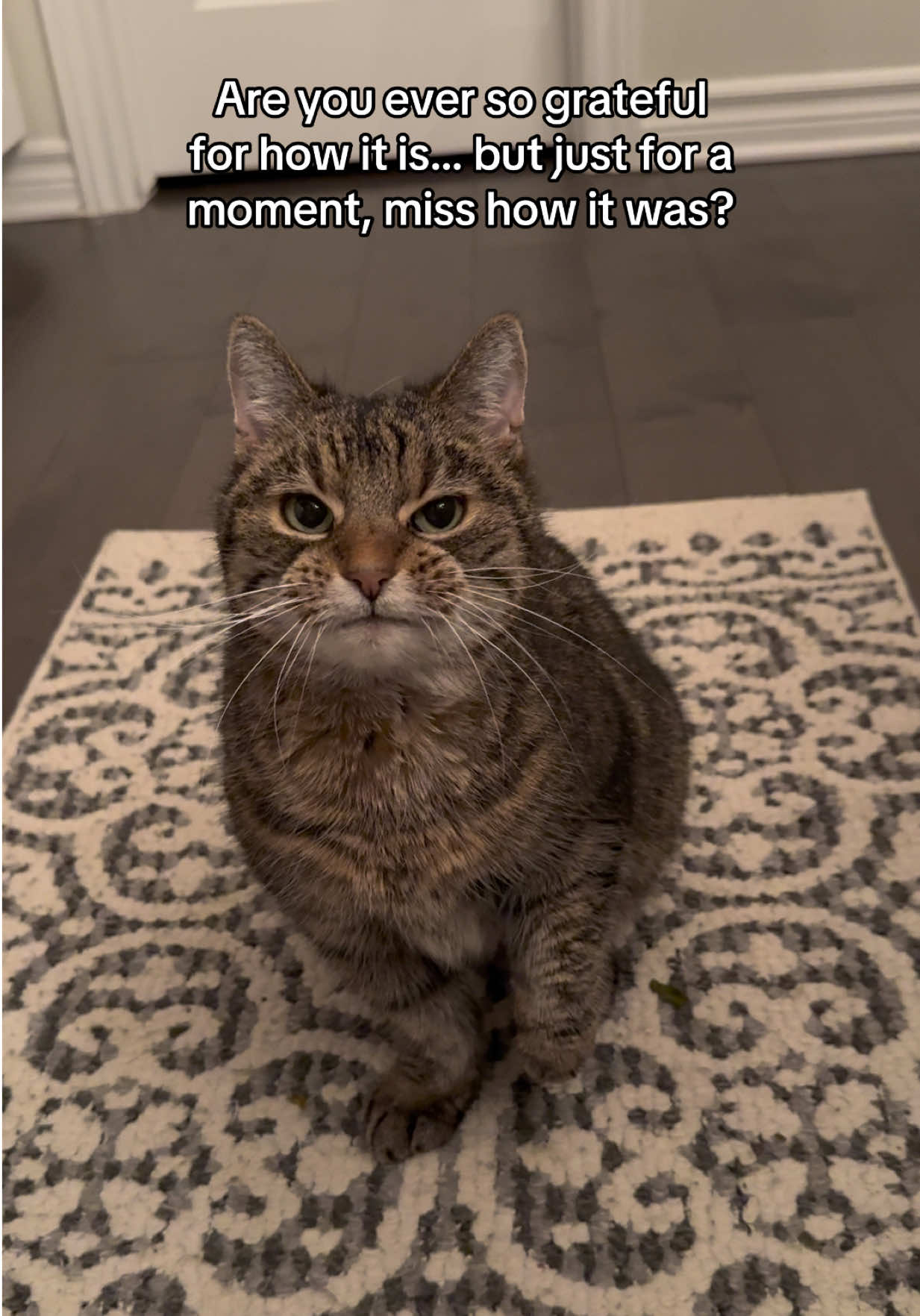 @Krista & Cats: BamBam & Bonnie