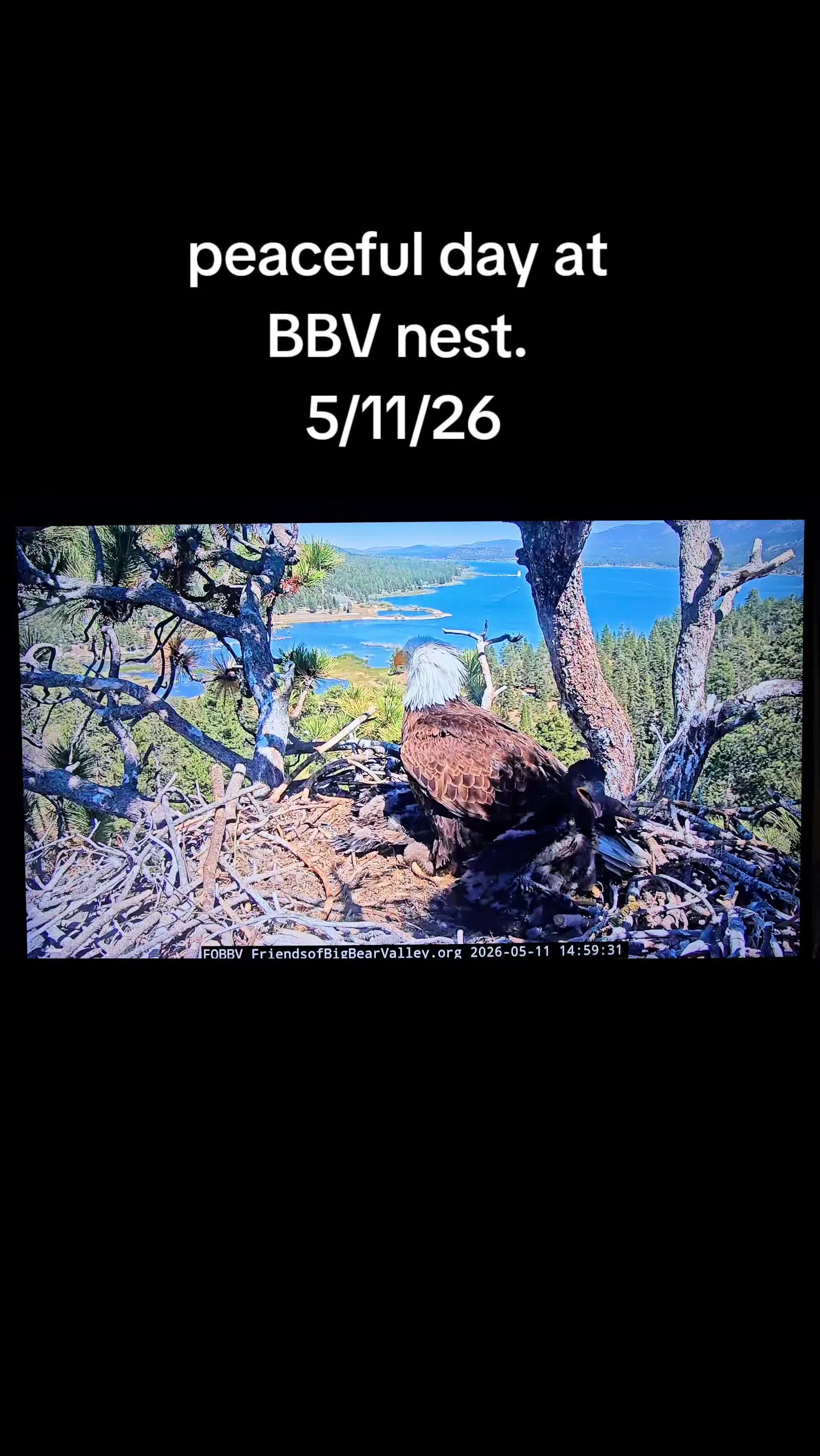 @llovelylenore🦅🦅🦅🦅
