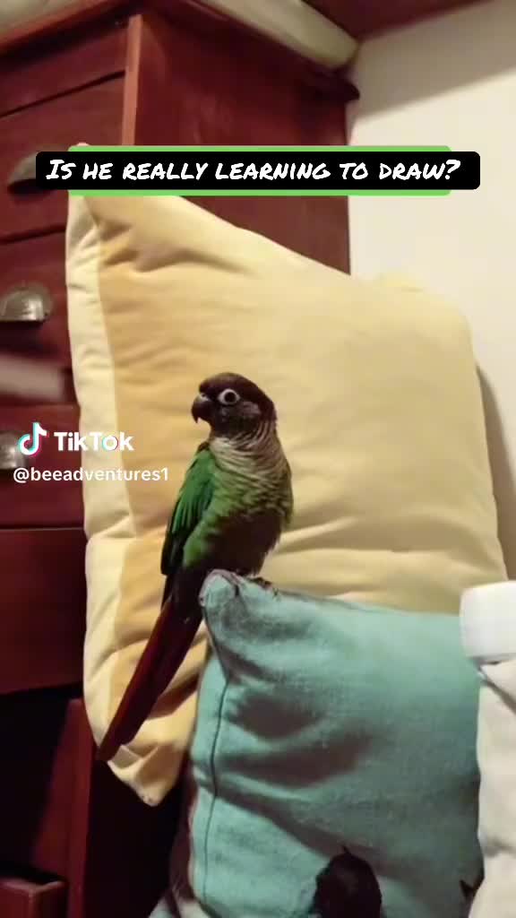 @Animal Antics