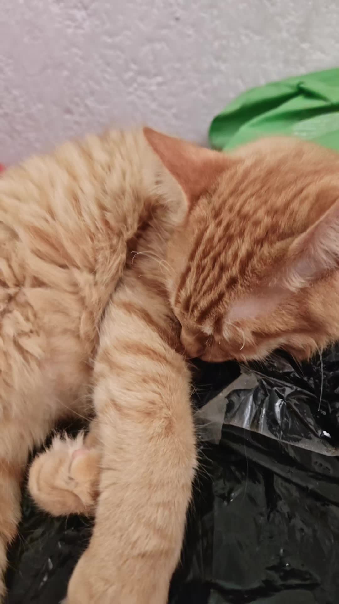 @LeztI 😻😺😽💕