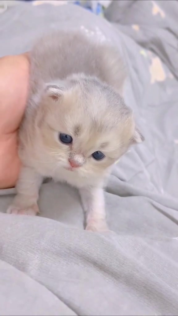 @catbosssss