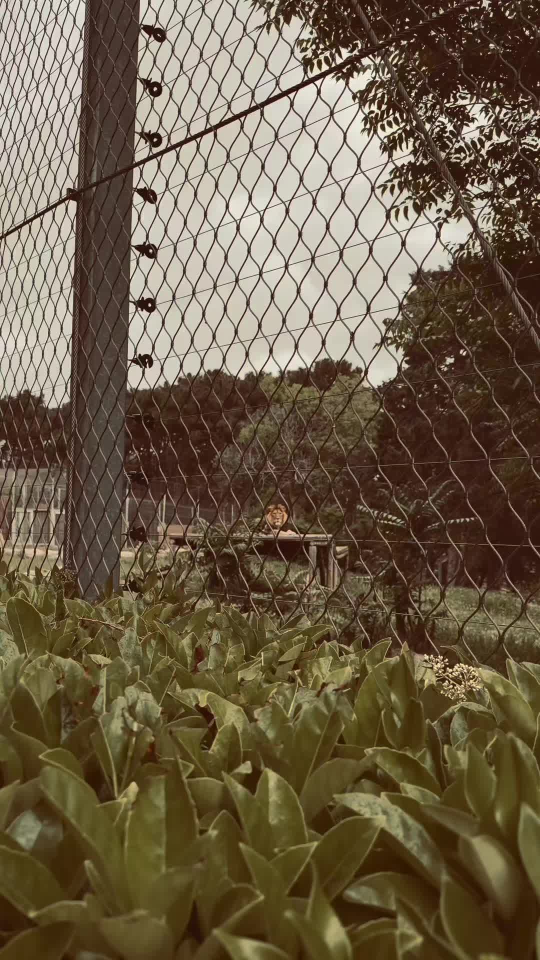 @🎶🍂_𝘗𝘢𝘺ı𝘻𝘥𝘢𝘯_🍂🎶