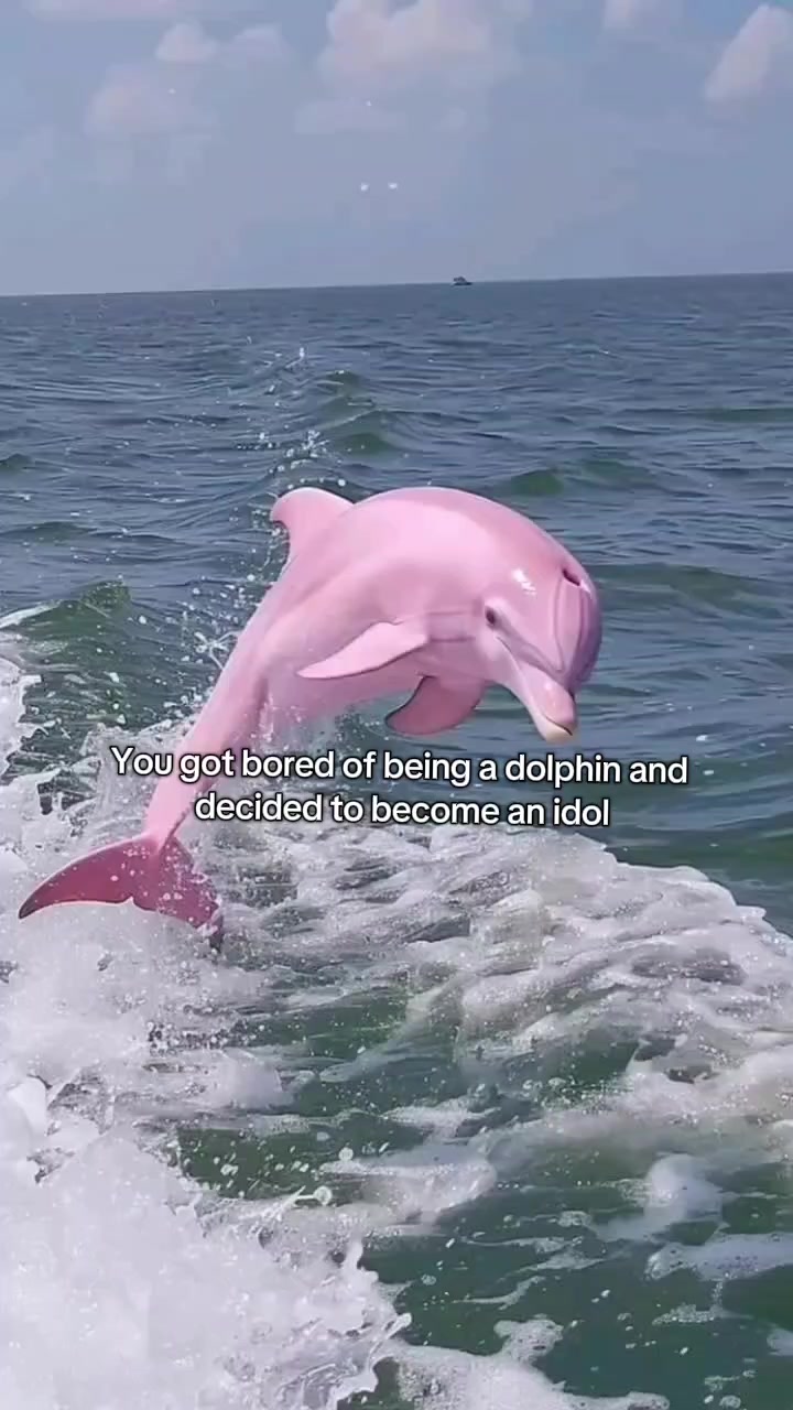 @Rami🐬✨