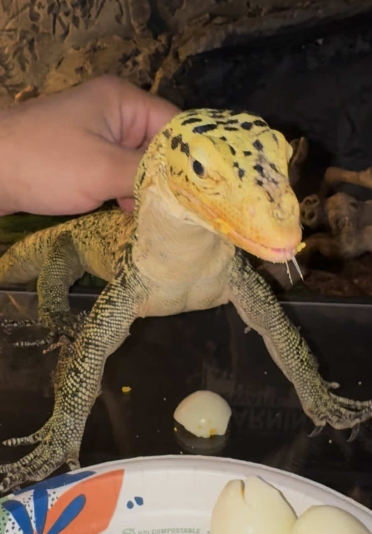 @Tommys_reptiles