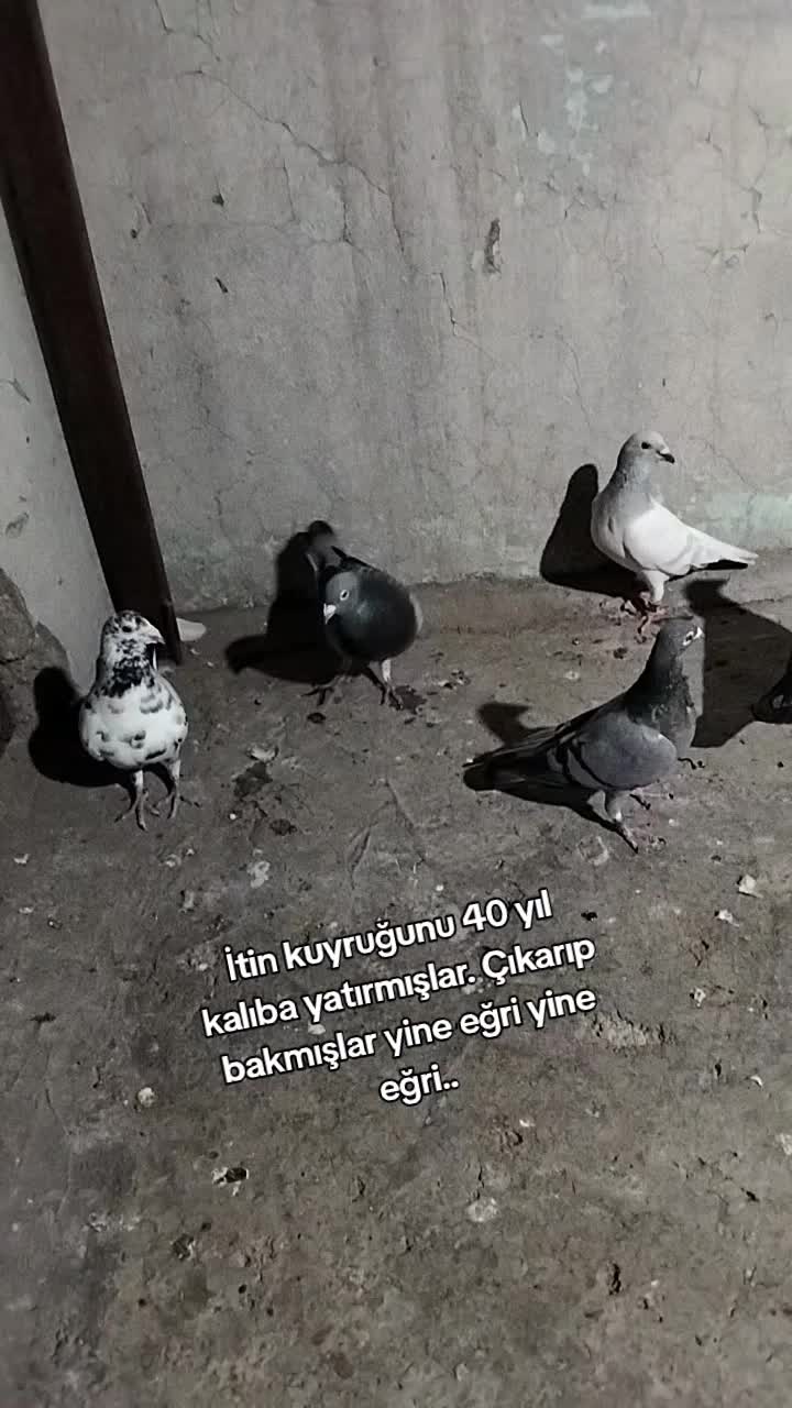 @Ertuğrul&Alparslan(Doktor)