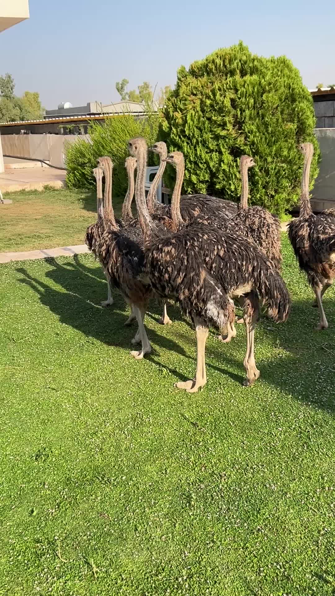 @ابوليره