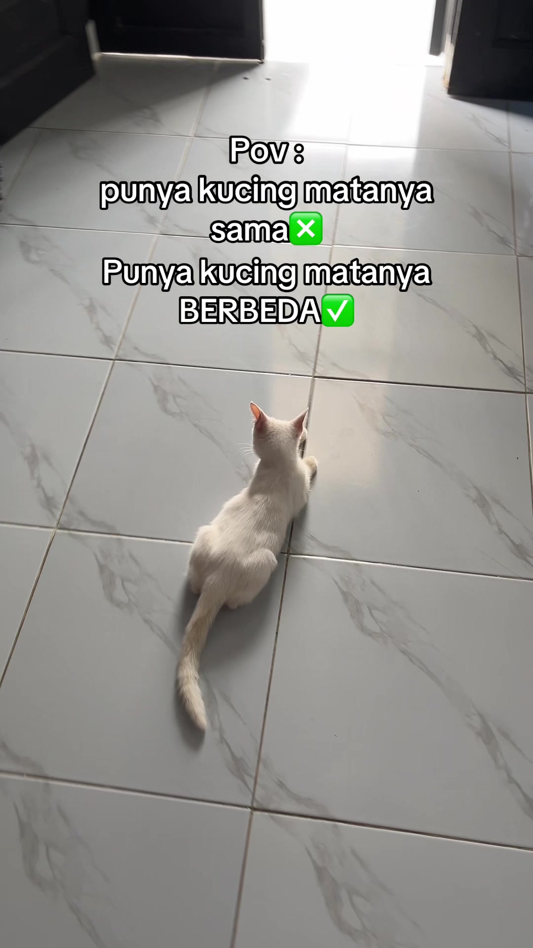 @Safiaa