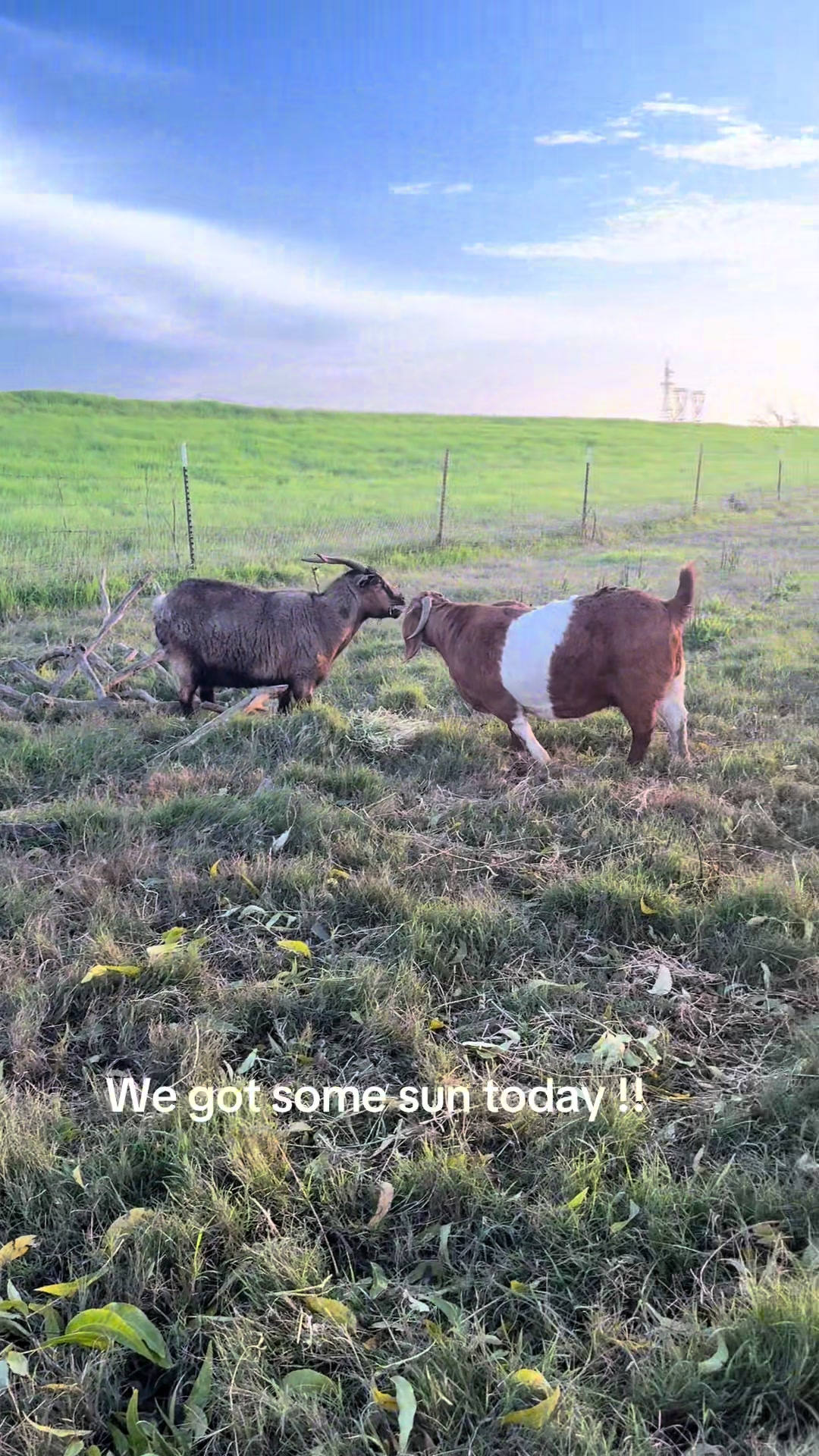 @Riverraisedboergoats