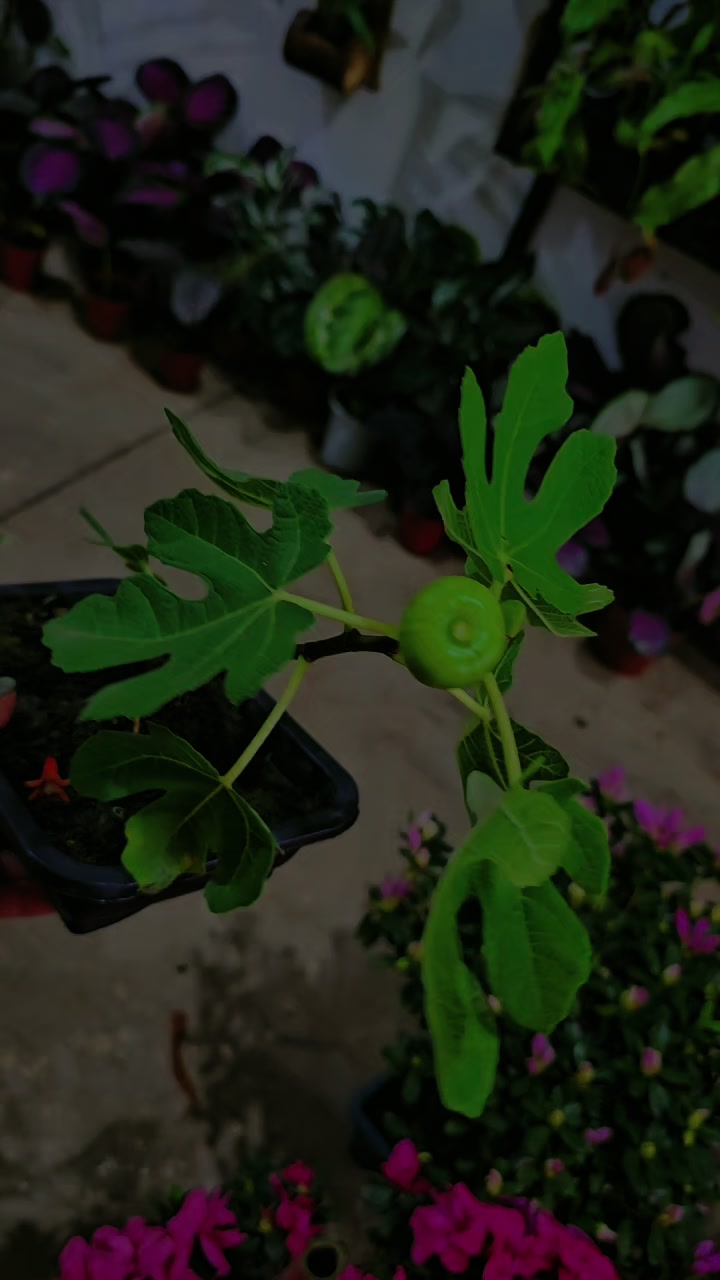 @Green House bonsai