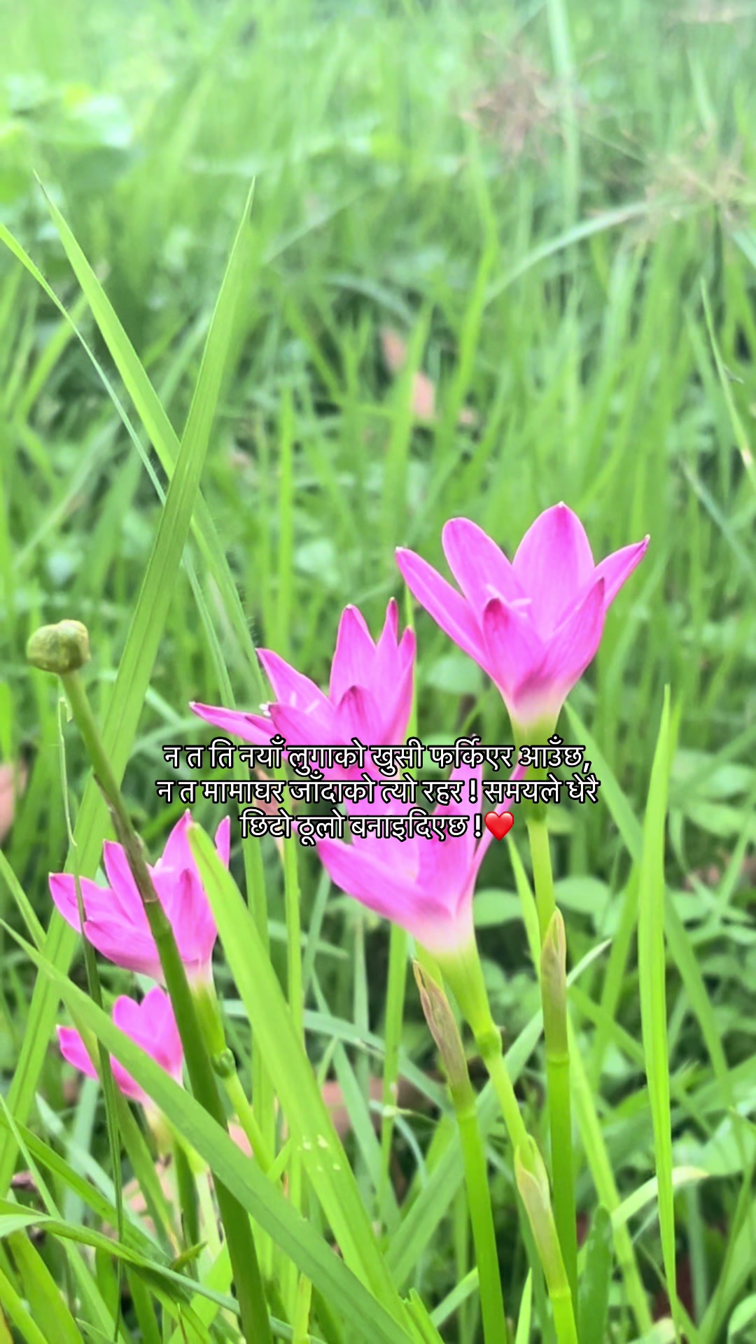@🌷