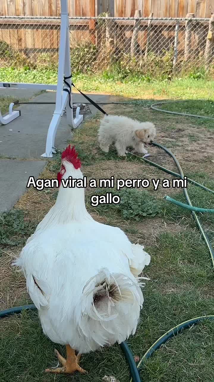 @flaco_S17