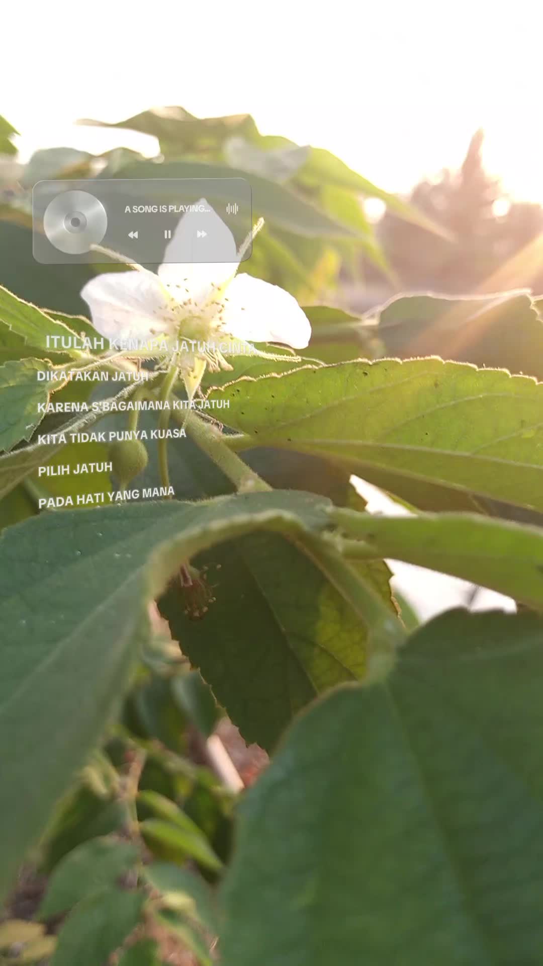 @🌼