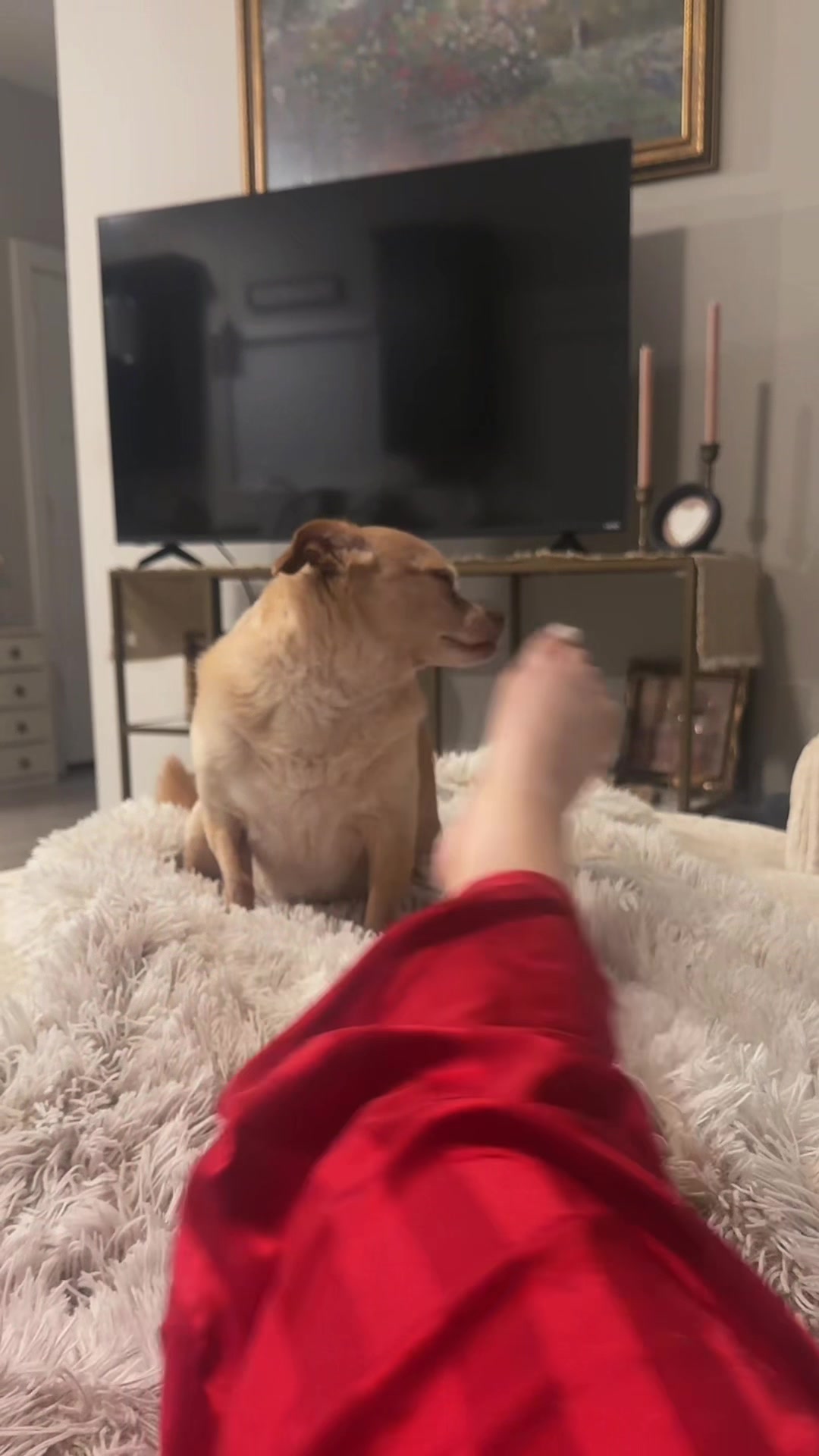 @Cody the Chi & The Spare Ones