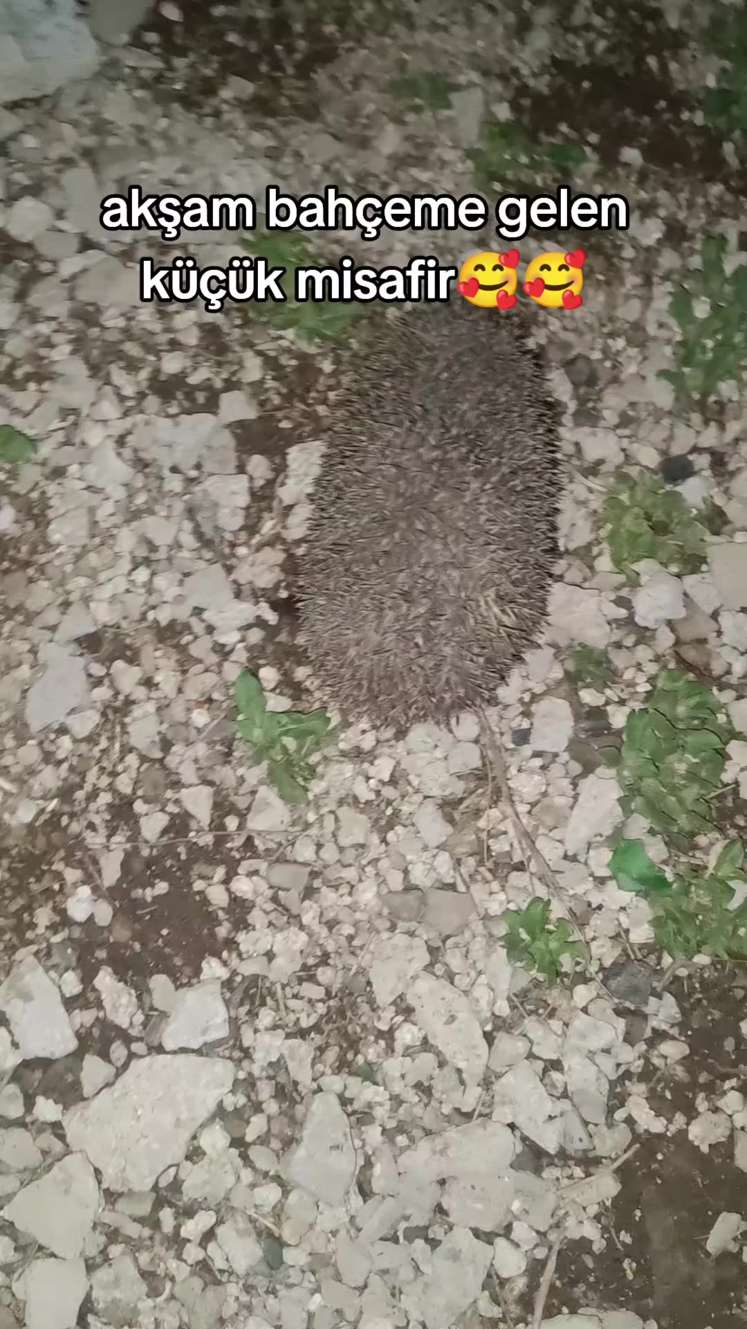 @@ Keça kurda 49 bulanıksayfası