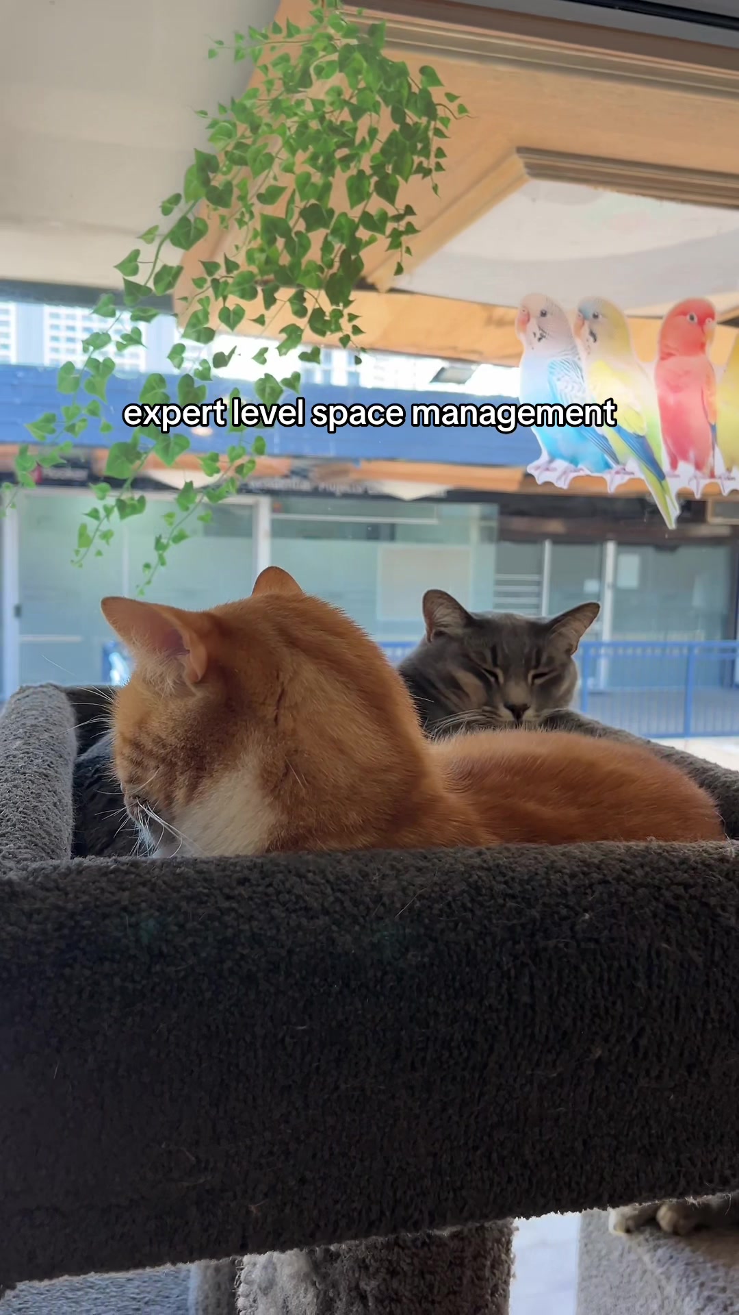 @crazycatcafe