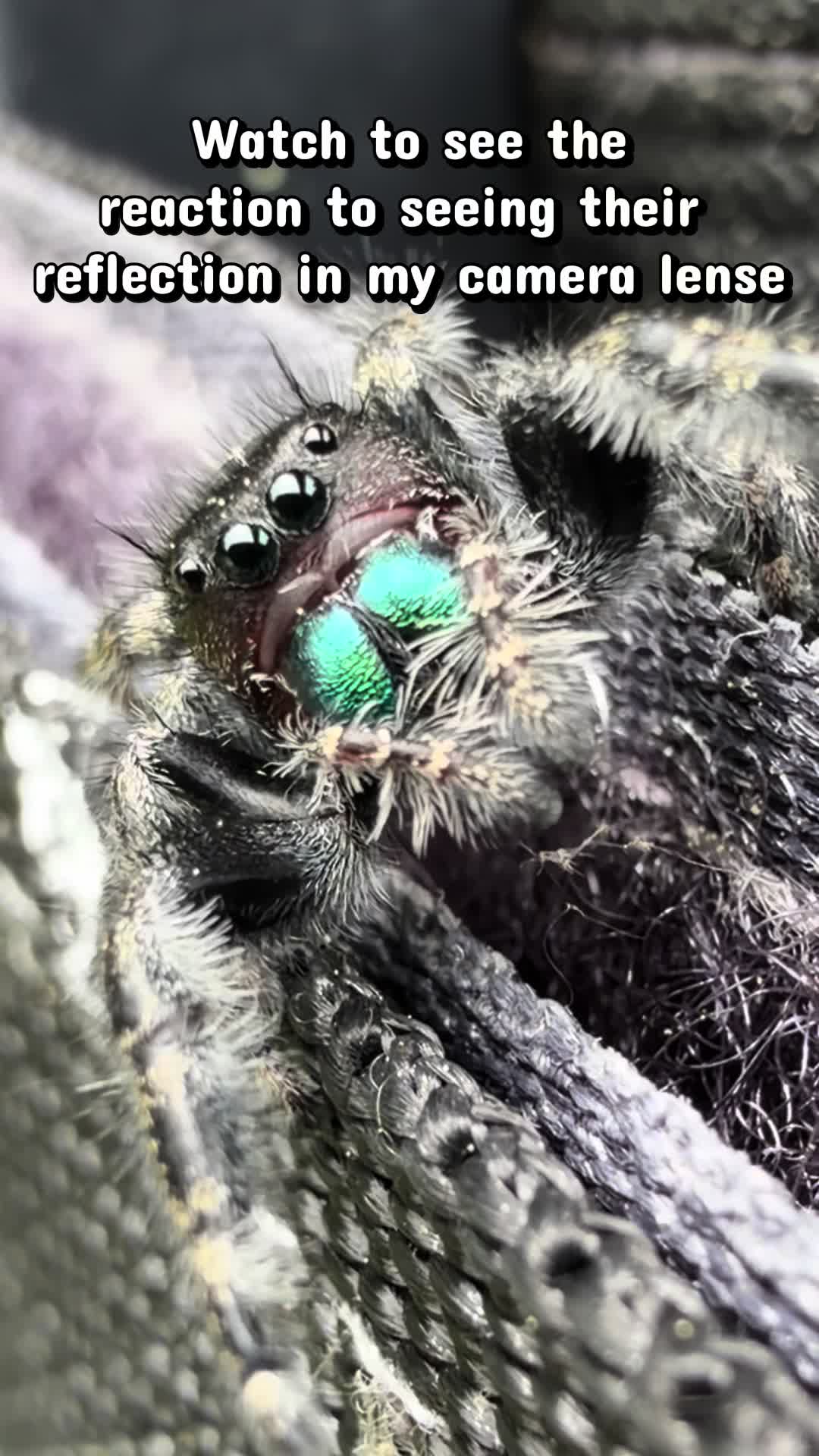 @arachnids