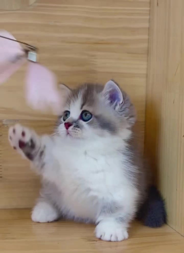 @fuyncats