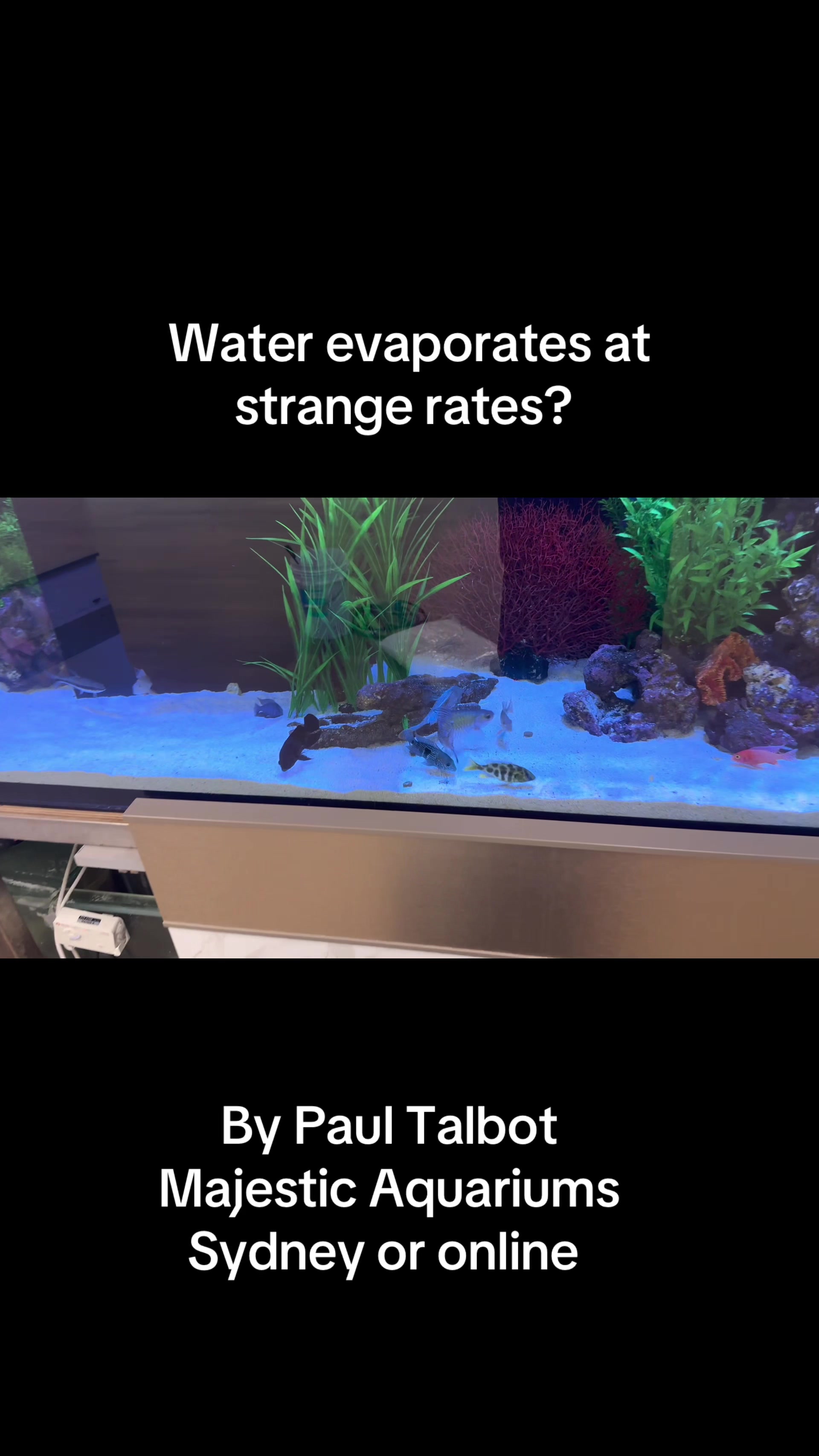 @Majestic Aquariums - Sydney
