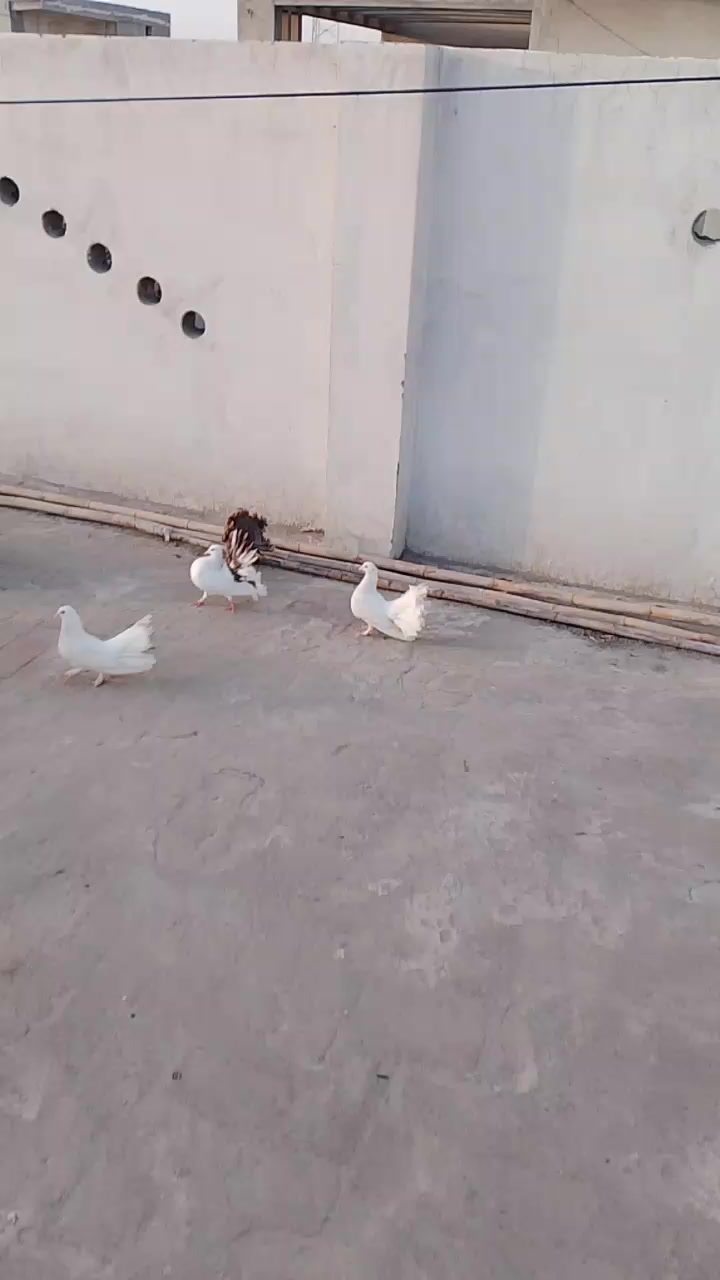 @RANAbabar619