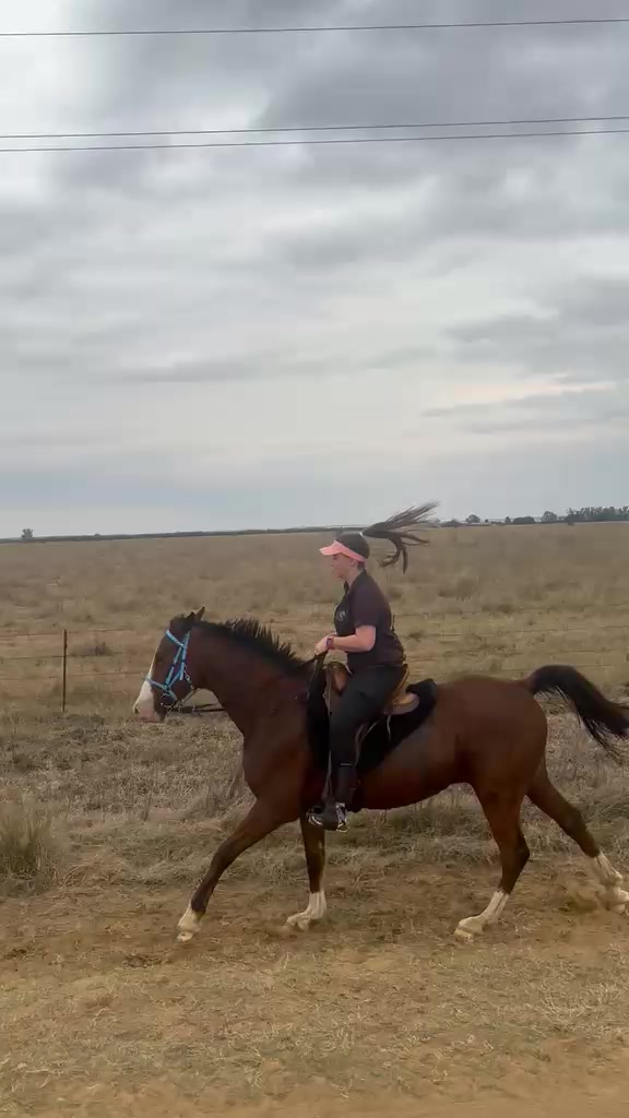 @uitzicht_arabian_stud