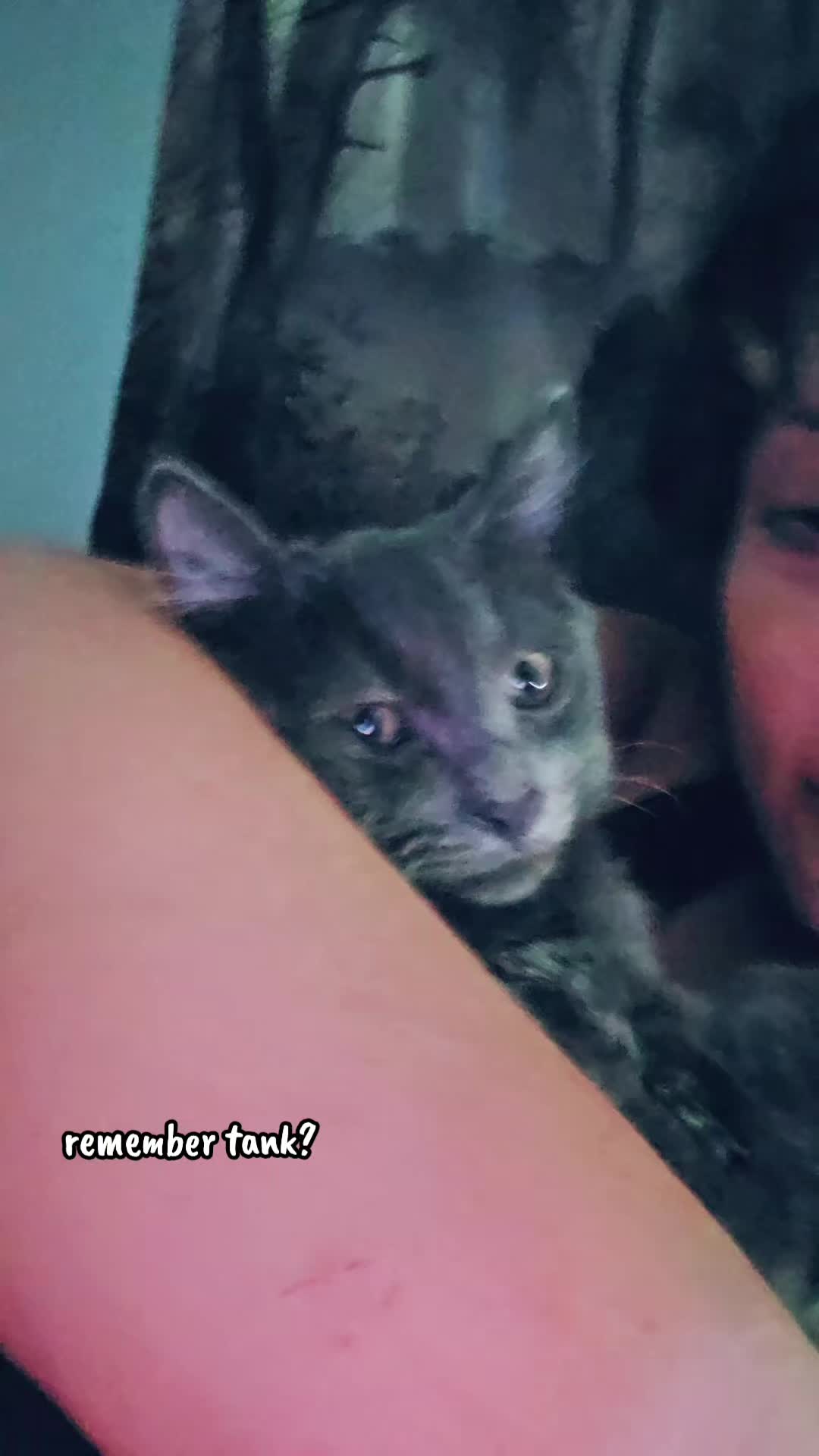 @Insane Cat Queen