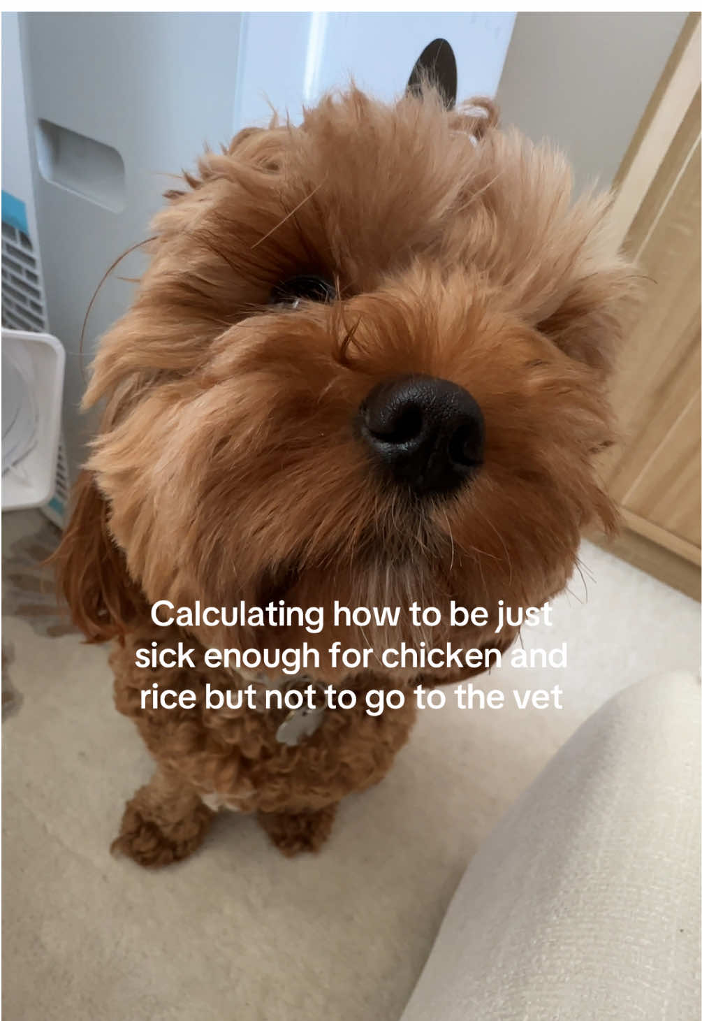@Leo the Cavapoo