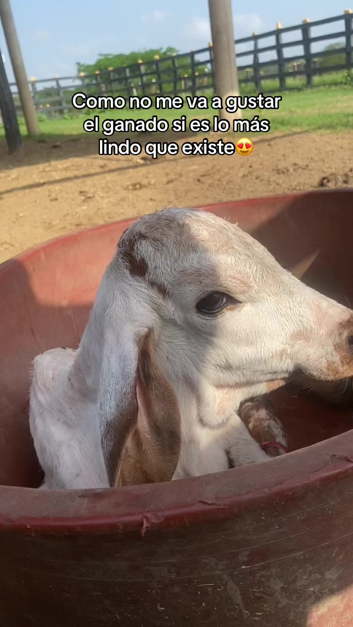 @Castañeda Rubio 🤠❤️