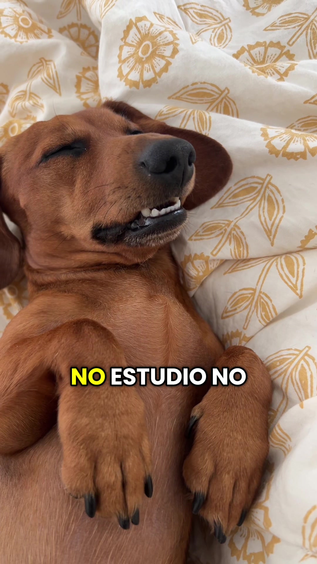 @Slinky Severus-Doo
