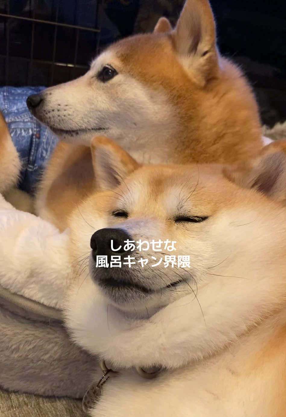 @こむぎといなり