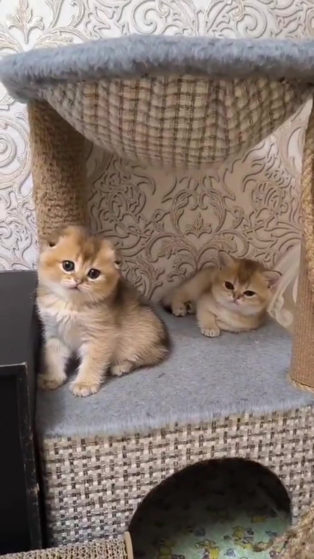 @MEOW with MARK