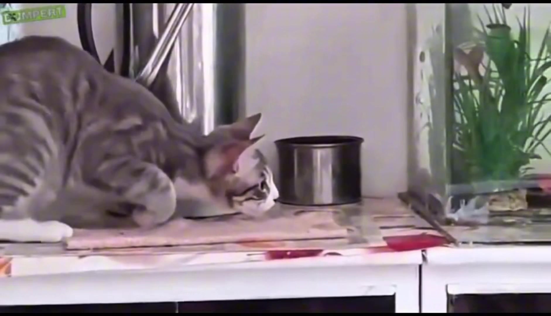 @dailycats03