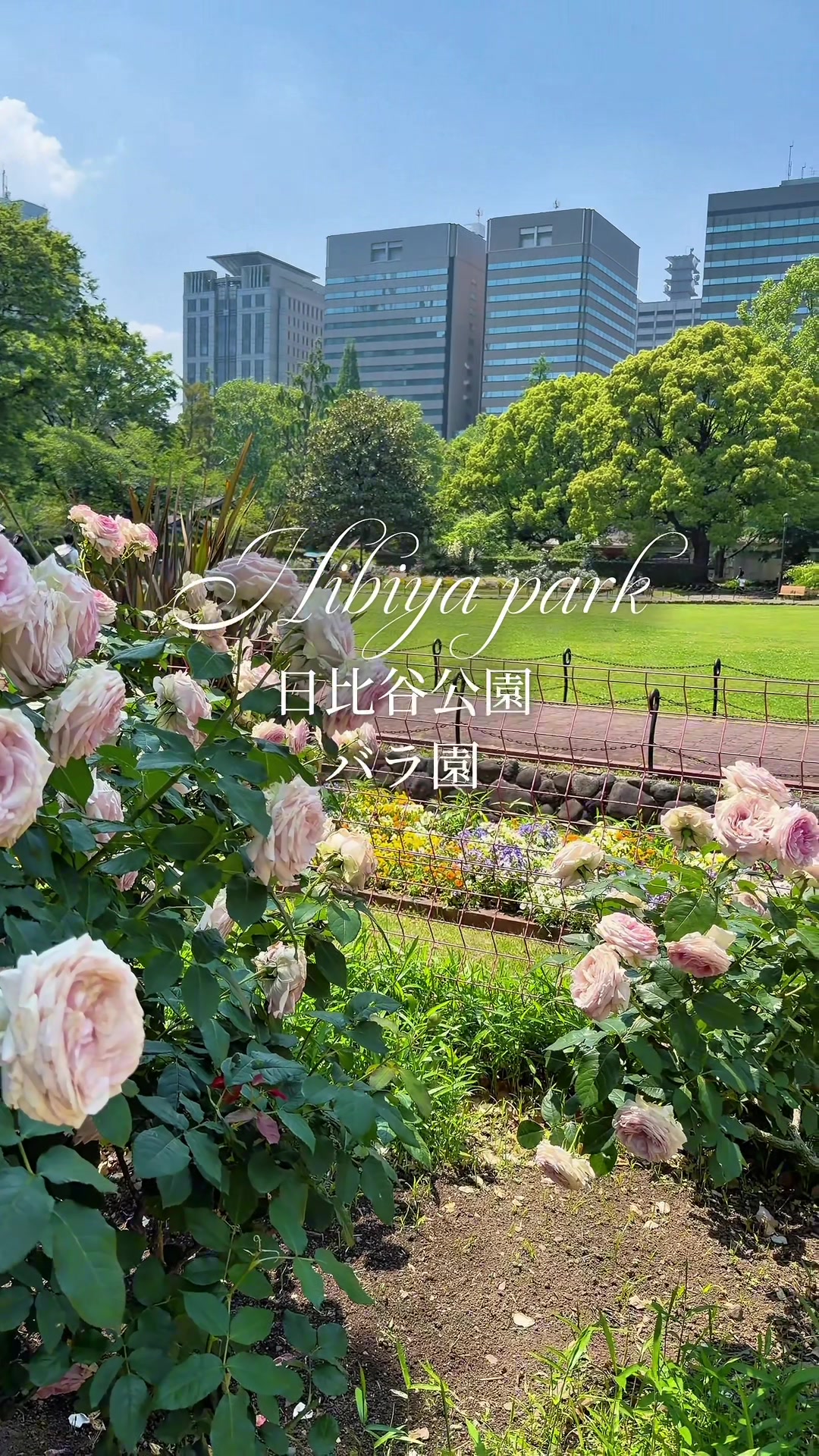 @のらよ🏮Norayo
