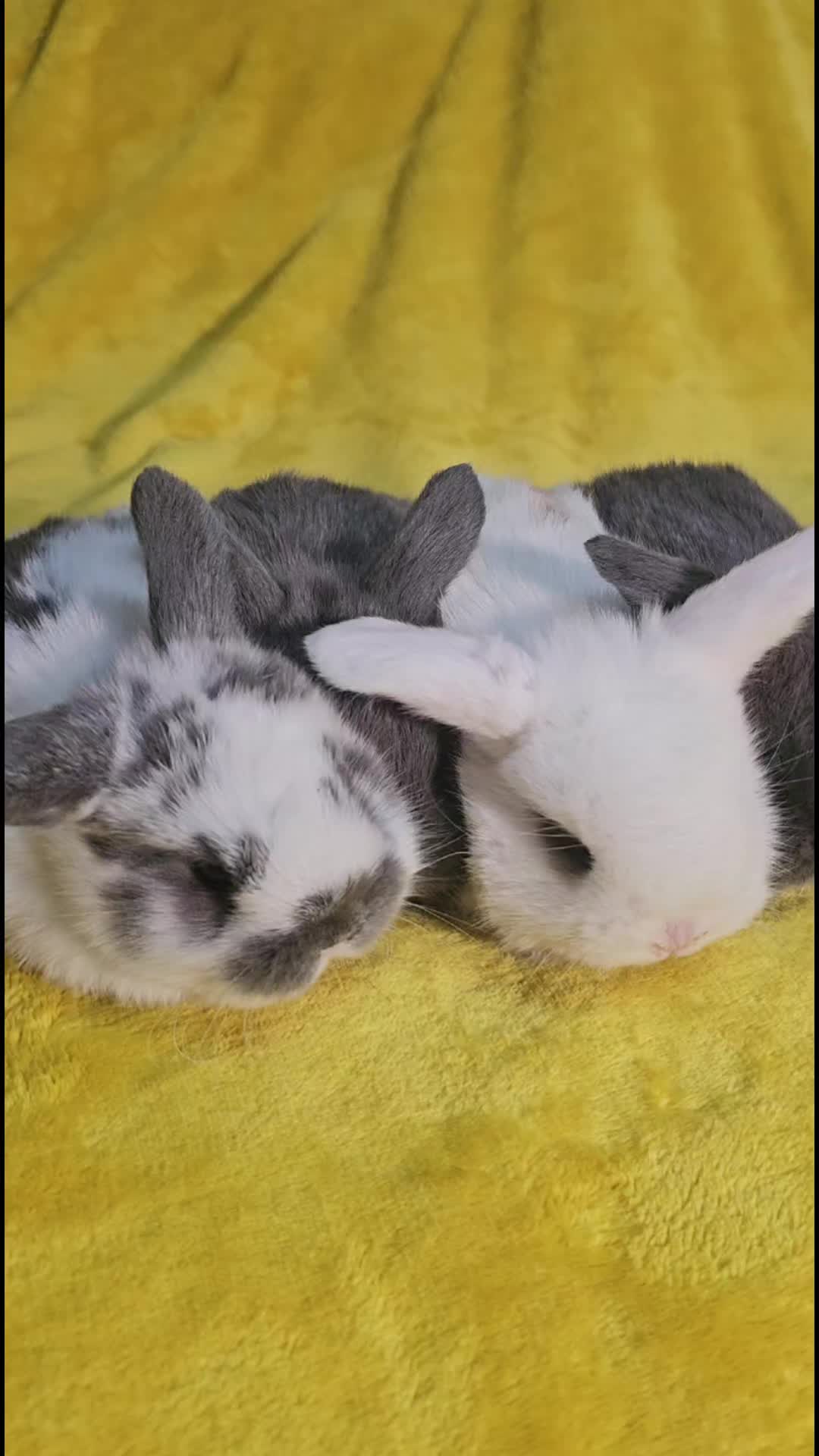 @Darling Rabbitry