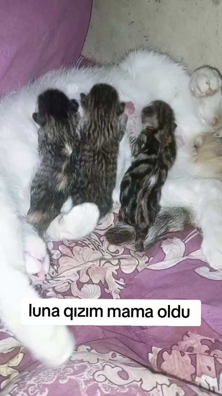 @yalniz_motorcu_25