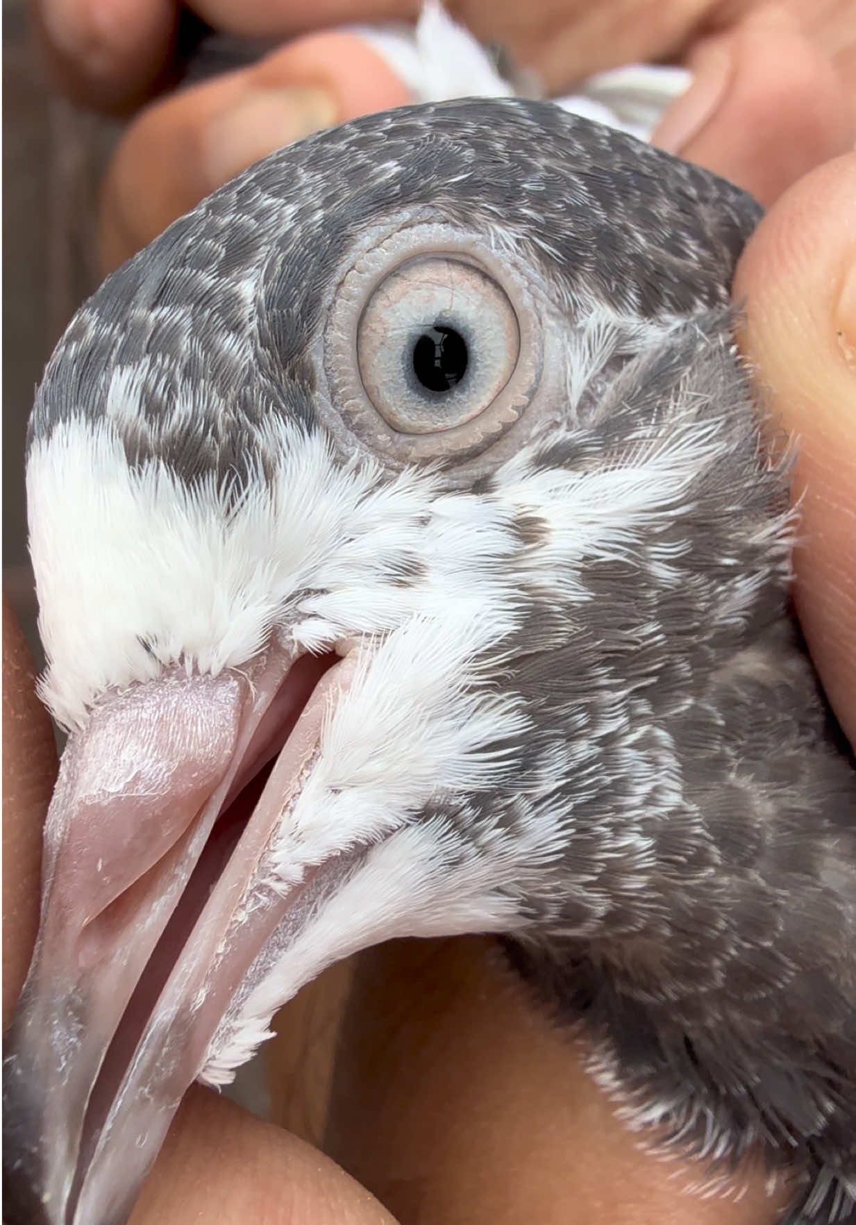@Aero Pigeons Club