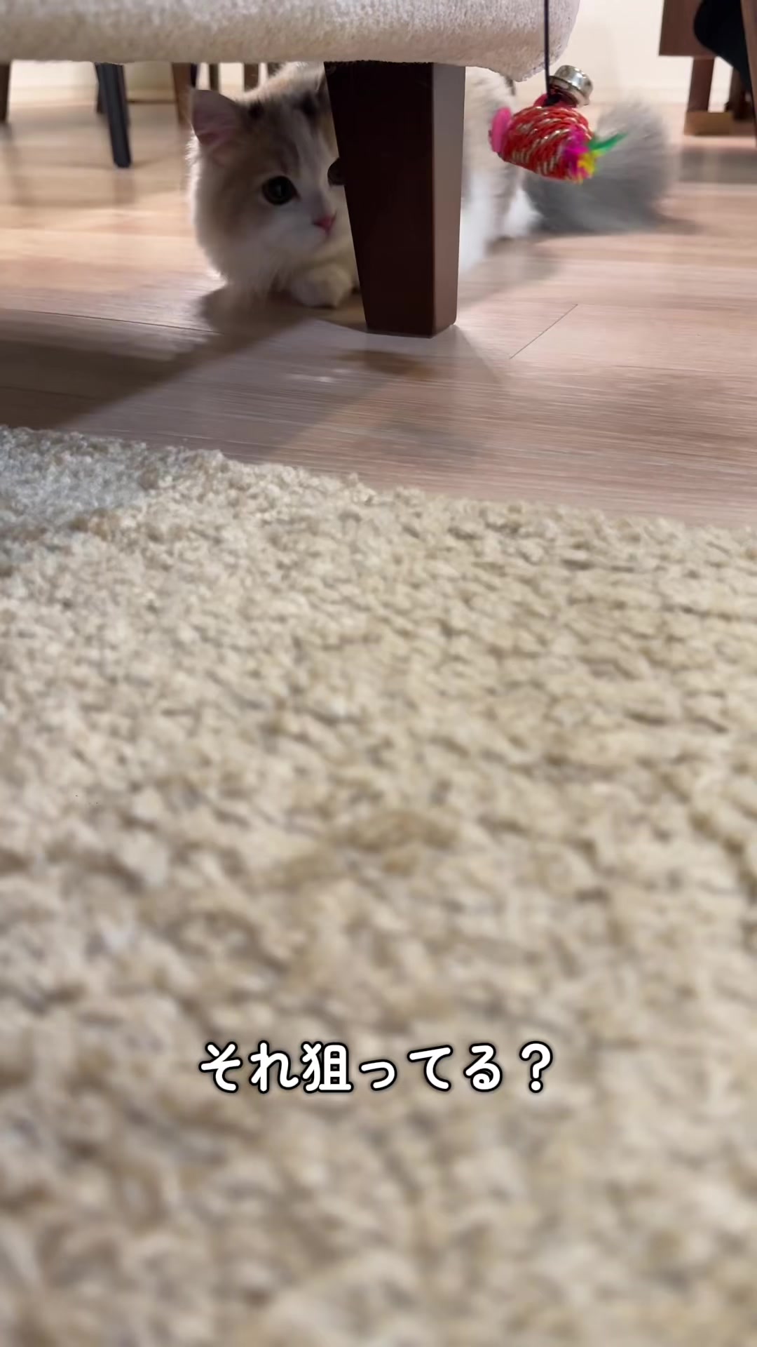 @ねこ日記