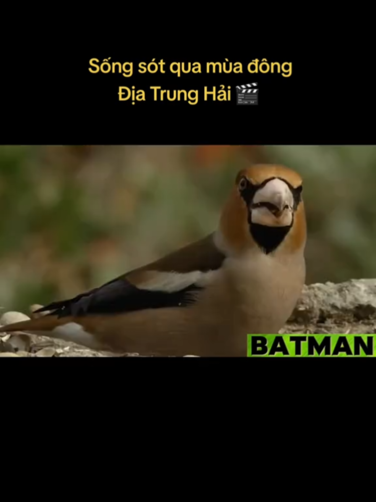 @🌏 BATMAN