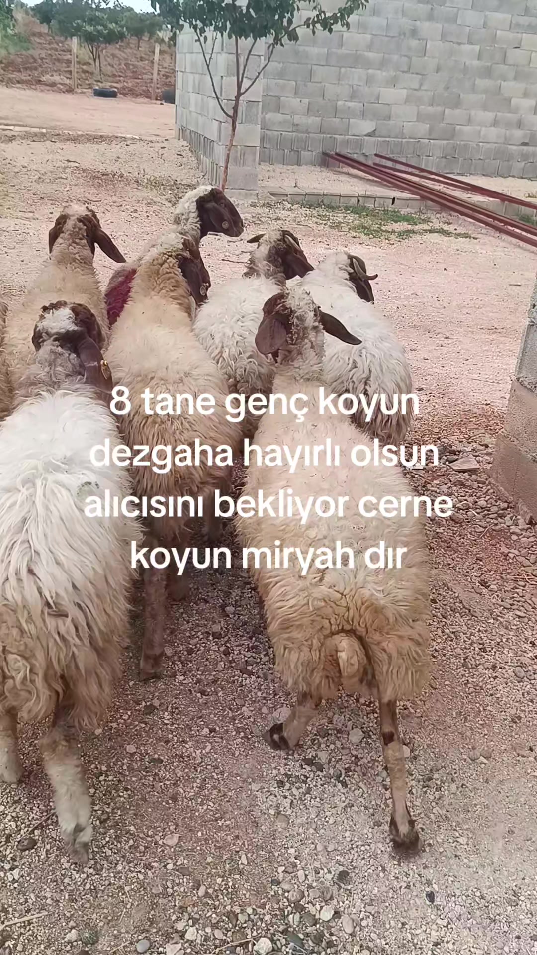 @Alp 🇹🇷🤘🐺27