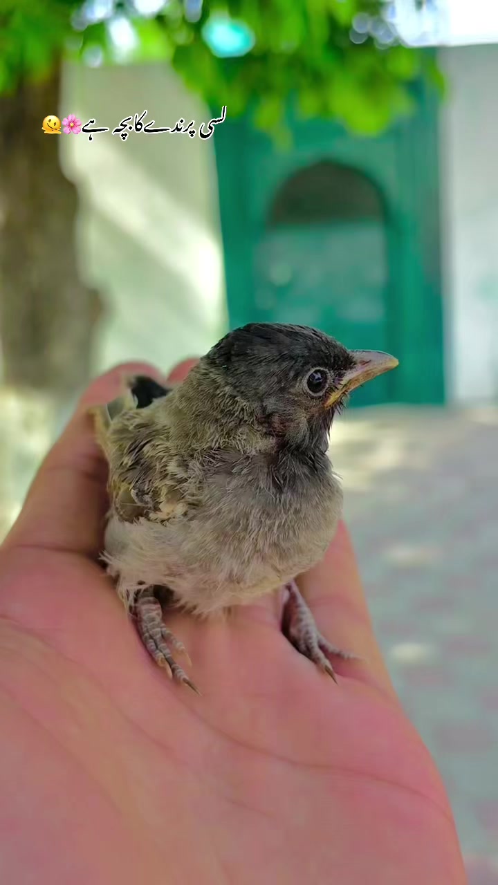 @🌹🌾☘️ پنجابی منڈا 🌸🪴🌹