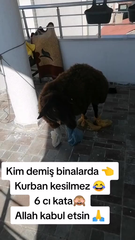 @memocan04