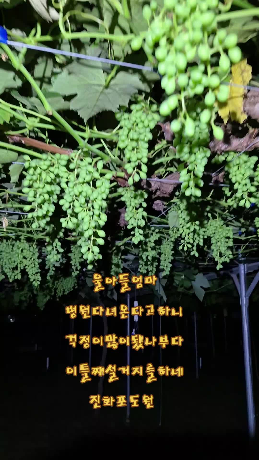 @진화포도원