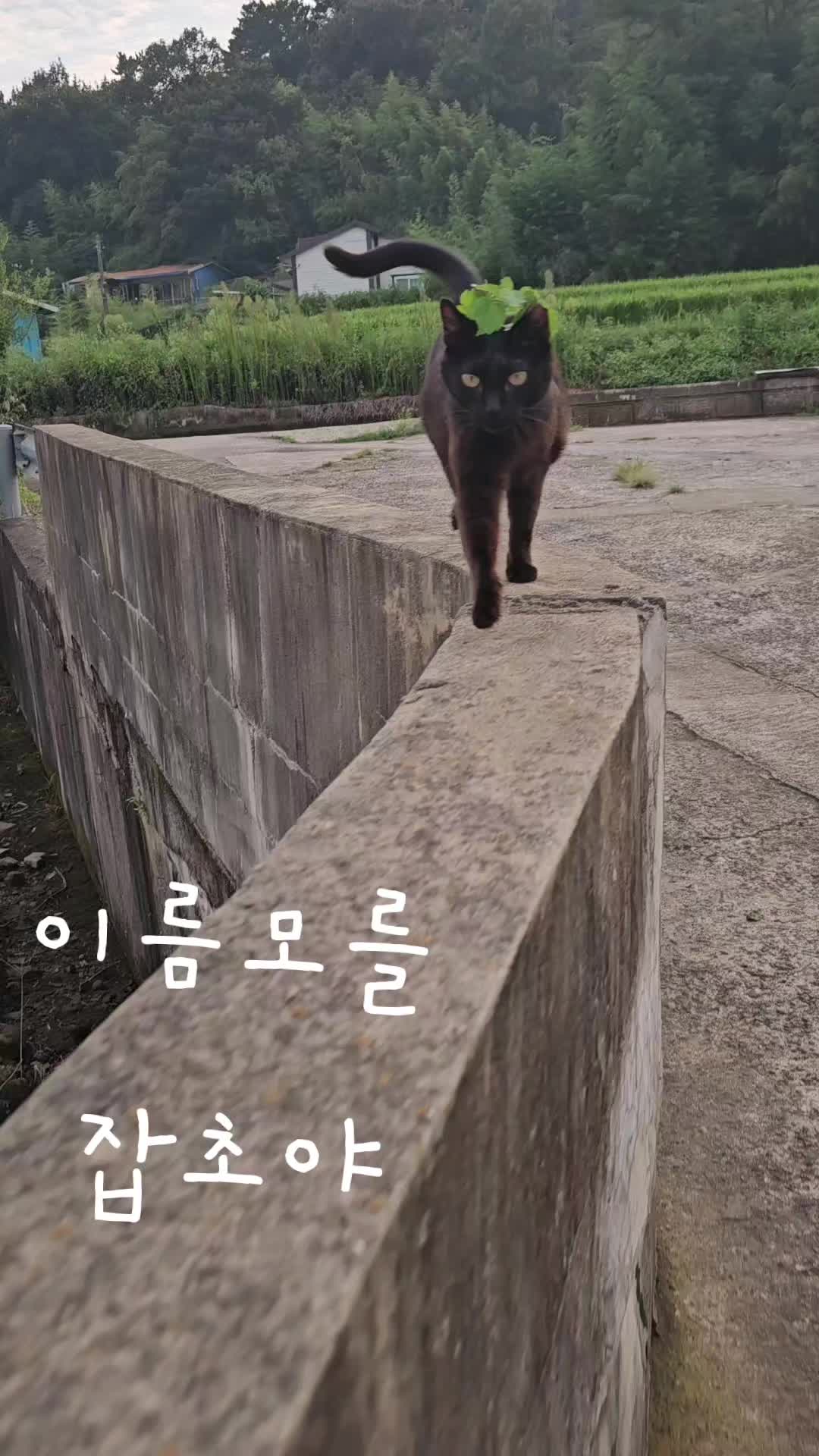 @검은고양이 터보